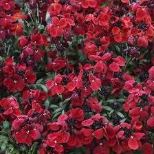 Image result for Cheiranthus cheiri