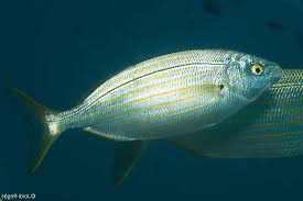 Image result for Sarpa salpa