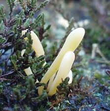 Attēlu rezultāti vaicājumam “Clavaria argillacea”