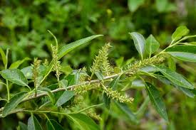 Attēlu rezultāti vaicājumam “Salix triandra leaf”