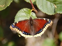 Attēlu rezultāti vaicājumam “Nymphalis antiopa upperside”