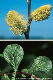 Attēlu rezultāti vaicājumam “Salix aurita bud”