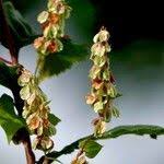 Attēlu rezultāti vaicājumam “Fallopia dumetorum”