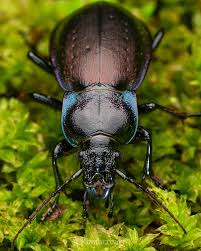 Attēlu rezultāti vaicājumam “Carabus nemoralis”
