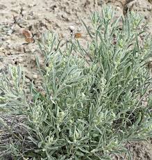 Attēlu rezultāti vaicājumam “Atriplex calotheca leaf”