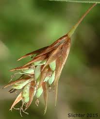Attēlu rezultāti vaicājumam “Carex paupercula”