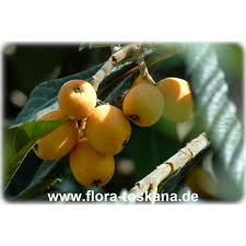 Attēlu rezultāti vaicājumam “Linaria loeselii fruit”