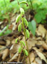 Attēlu rezultāti vaicājumam “Corallorhiza trifida fruit”
