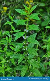 Attēlu rezultāti vaicājumam “Lycopus europaeus flower”