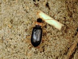 Attēlu rezultāti vaicājumam “Nebria livida”