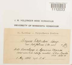 Attēlu rezultāti vaicājumam “Bryum schleicheri”