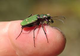 Attēlu rezultāti vaicājumam “Cicindela campestris”