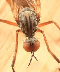 Attēlu rezultāti vaicājumam “Empis sp.”