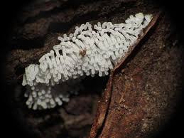 Attēlu rezultāti vaicājumam “Ceratiomyxa fruticulosa macro”