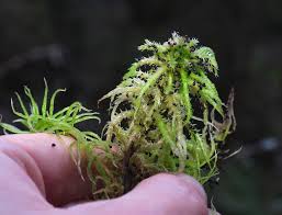 Attēlu rezultāti vaicājumam “Diachea muscorum macro”