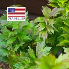 Attēlu rezultāti vaicājumam “Levisticum officinale”