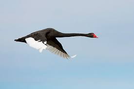 Attēlu rezultāti vaicājumam “Cygnus atratus”