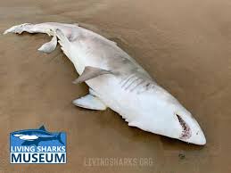 Image result for Carcharias taurus