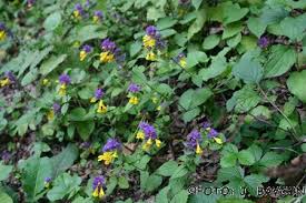 Attēlu rezultāti vaicājumam “Melampyrum sylvaticum flower”