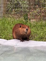 Image result for Beaver Sc