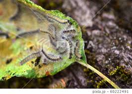 Attēlu rezultāti vaicājumam “Aporia crataegi pupa”