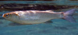 Image result for Chelon labrosus