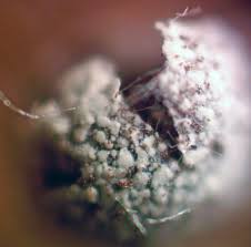 Attēlu rezultāti vaicājumam “Physarum murinum stalked”