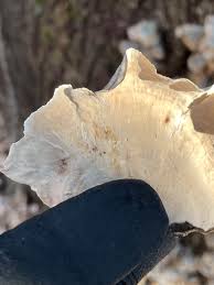 Attēlu rezultāti vaicājumam “Stereum fasciatum”