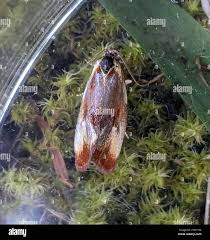 Attēlu rezultāti vaicājumam “Eulia ministrana”