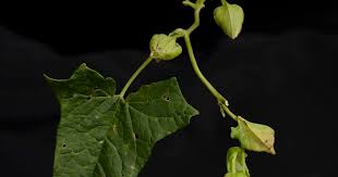 Attēlu rezultāti vaicājumam “Calystegia inflata leaf”