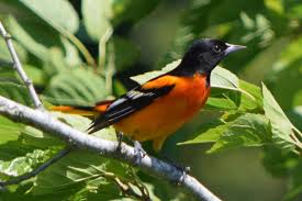 Image result for Icterus galbula