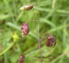 Attēlu rezultāti vaicājumam “Briza media bud”