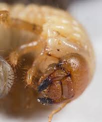 Attēlu rezultāti vaicājumam “Phyllopertha horticola”