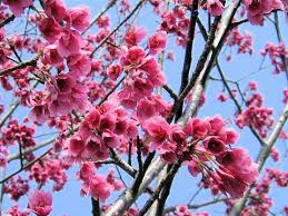 Image result for 緋寒桜