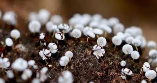 Attēlu rezultāti vaicājumam “Physarum luteolum spores”