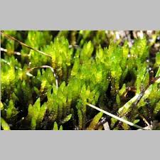 Attēlu rezultāti vaicājumam “Calliergon trifarium”