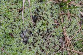 Attēlu rezultāti vaicājumam “Plagiomnium cuspidatum sporophyte”
