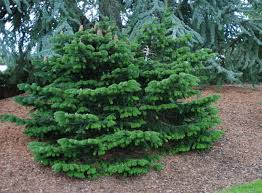 Attēlu rezultāti vaicājumam “Abies alba”