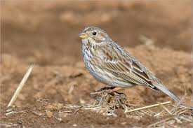 Image result for Emberiza calandra