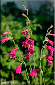 Attēlu rezultāti vaicājumam “Gladiolus imbricatus flower”