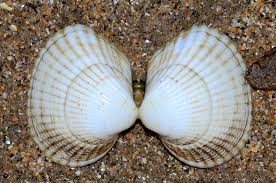 Attēlu rezultāti vaicājumam “Mollusca”