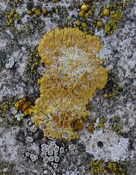 Attēlu rezultāti vaicājumam “Caloplaca saxicola”