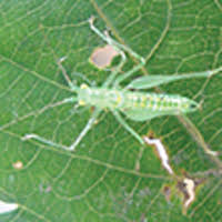 Attēlu rezultāti vaicājumam “Tettigoniodea”