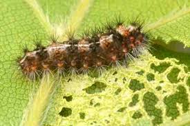 Attēlu rezultāti vaicājumam “Nola confusalis”