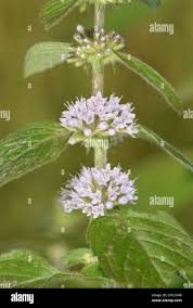 Attēlu rezultāti vaicājumam “Mentha x verticillata leaf”