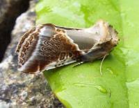 Attēlu rezultāti vaicājumam “Habrosyne pyritoides”