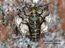 Attēlu rezultāti vaicājumam “Agriopis marginaria”