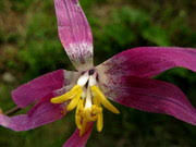 Attēlu rezultāti vaicājumam “Erythronium sibiricum”