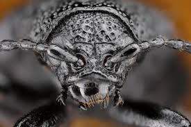 Attēlu rezultāti vaicājumam “Galeruca tanaceti”