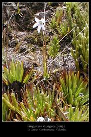 Attēlu rezultāti vaicājumam “Pohlia elongata”